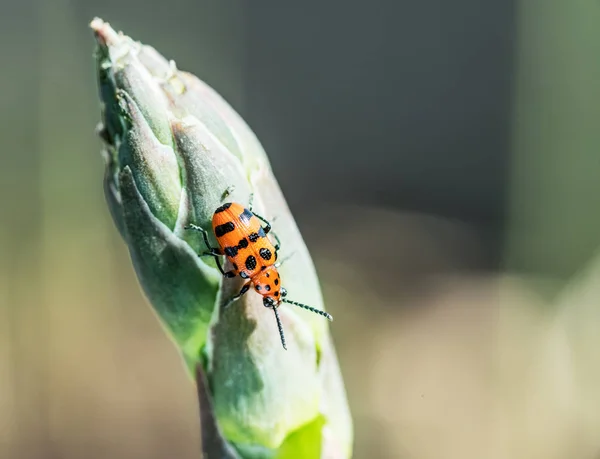 Spotted beetle szparagi na górze kiełkowy szparagi. — Zdjęcie stockowe