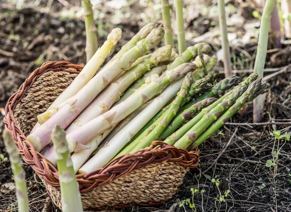 Harvest of white and green asparagus in wicker basket. — Stock Photo, Image