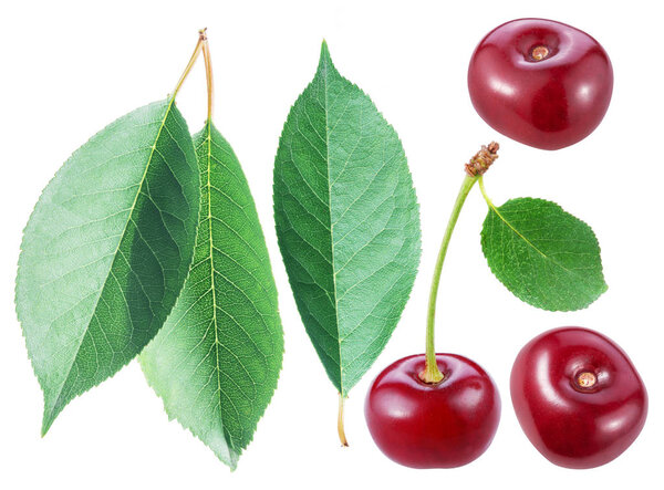 Set of cherry berries and cherry leaves.