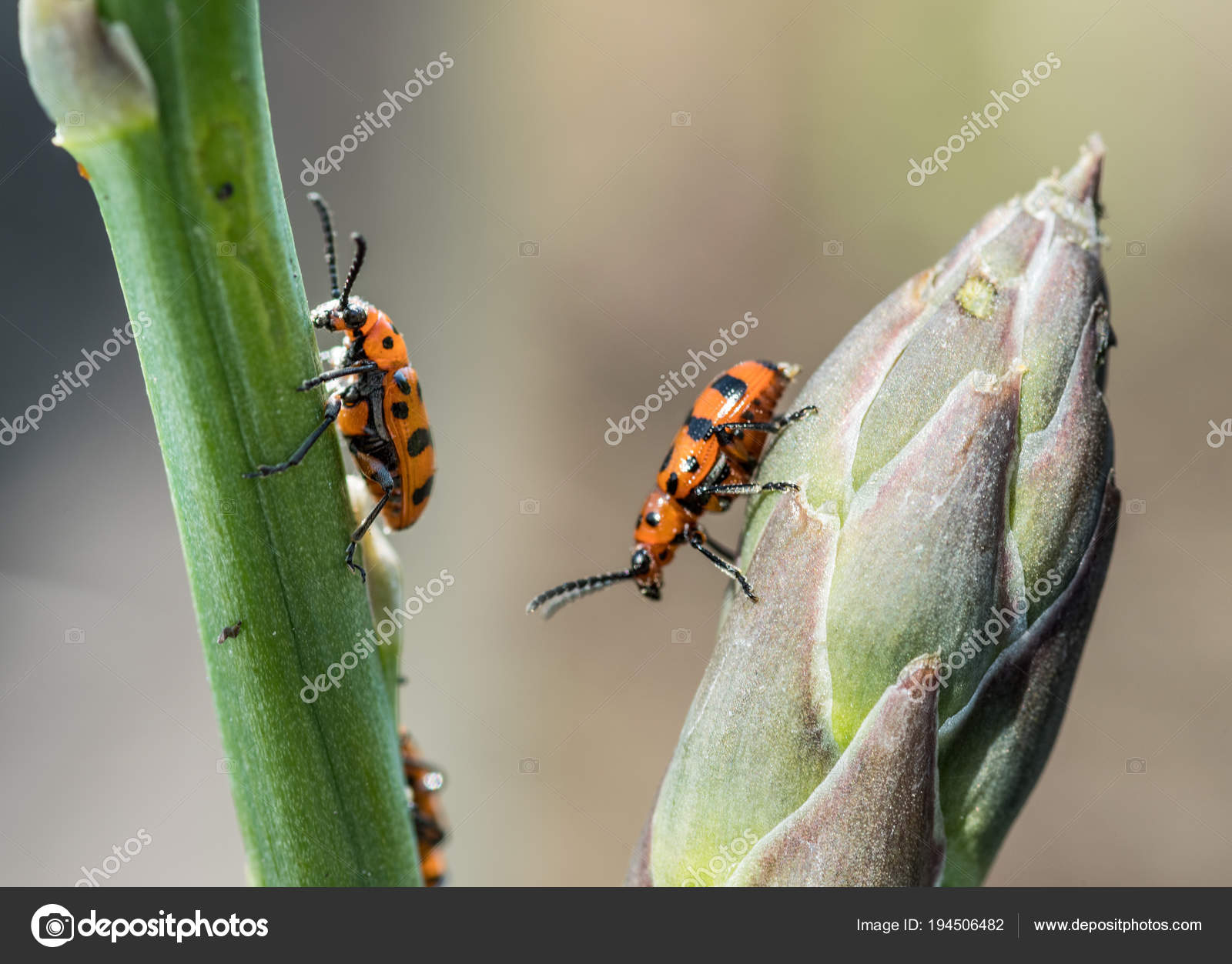 Spotted asparagus beetle on the asparagus sprout top. Stock Photo by