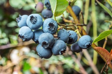 Olgun yaban mersini çalı üzerinde. Doğa arka plan.