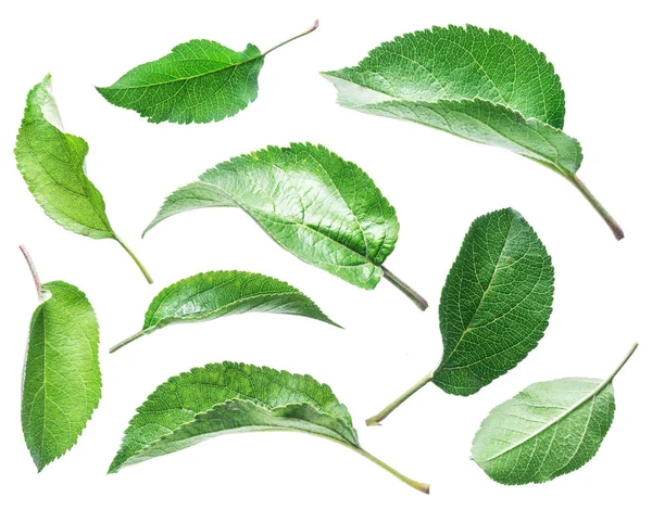 Green apple leaves on the white background. — Stock Photo, Image