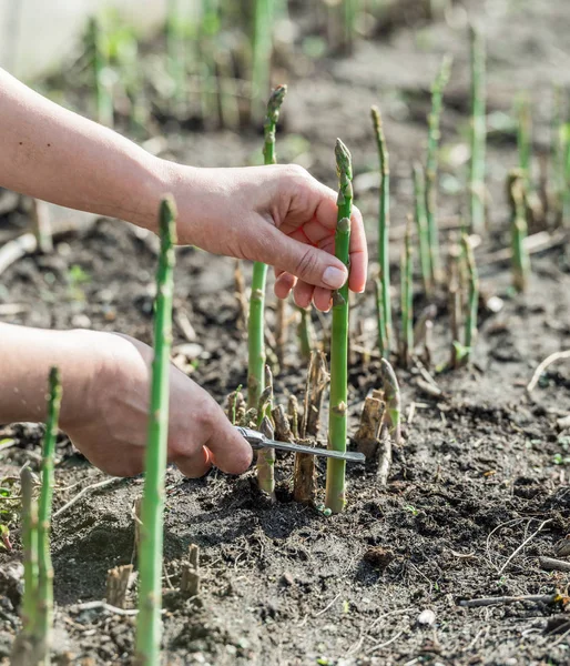 Proceso de cosecha de espárragos verdes en el jardín. — Foto de Stock