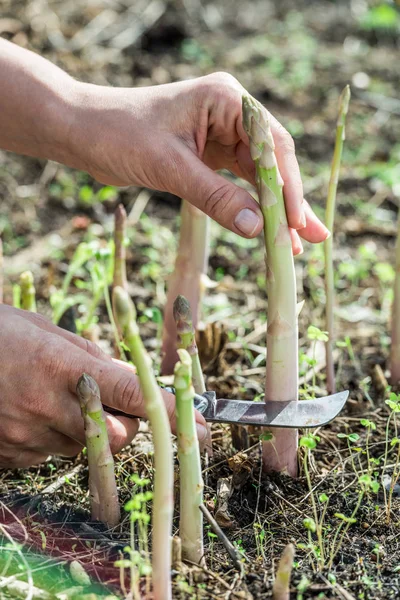 Proces van de oogst van witte asperge in de tuin. — Stockfoto