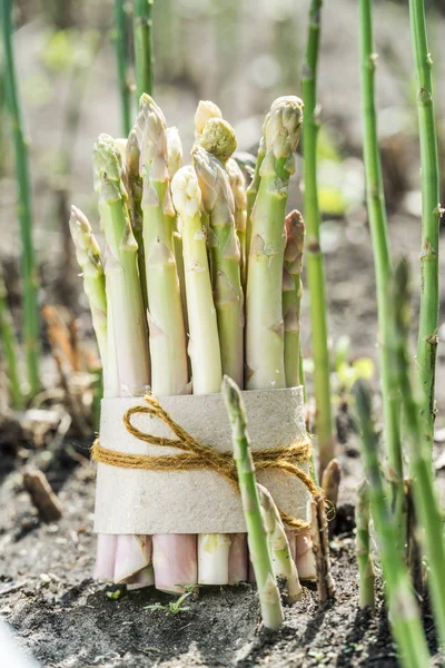 Bündel weißen Spargels steht auf Gemüsebeet. — Stockfoto