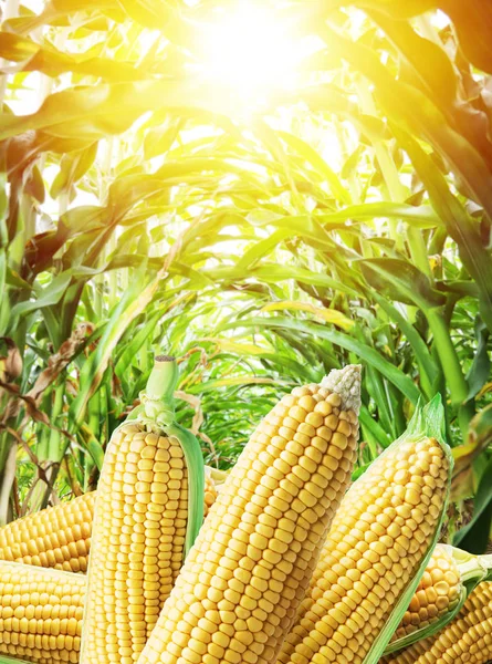 Ears of maize or corn in the sunlight. Nature background. — Stock Photo, Image