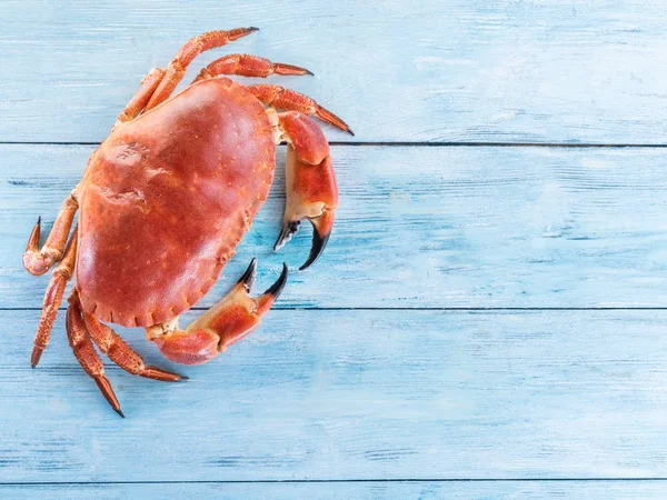 Cooked brown crab or edible crab isolated on the blue wooden tab — Stock Photo, Image