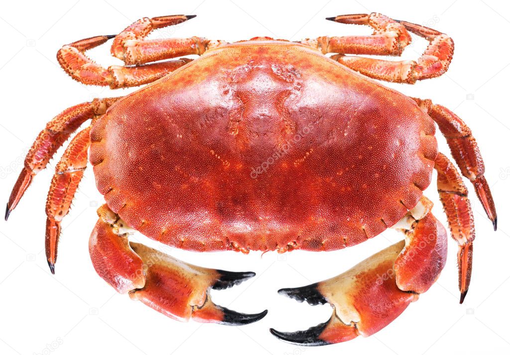 Cooked brown crab or edible crab. 