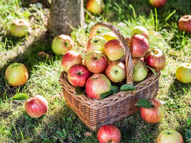 Elma hasatı Yeşil çimlerin üzerindeki sepette olgun kırmızı elmalar.