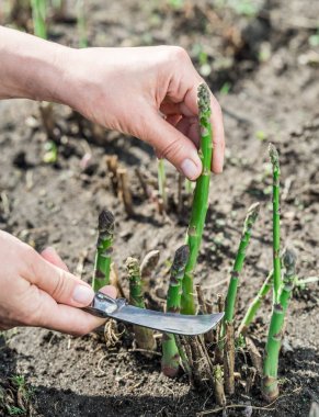 Bahçede yeşil kuşkonmaz hasat süreci.