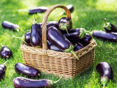 Patlıcan veya hasır sepet çim Poğaca.