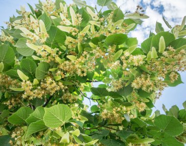 Ihlamur ağacı çiçeği. Doğa arka plan.