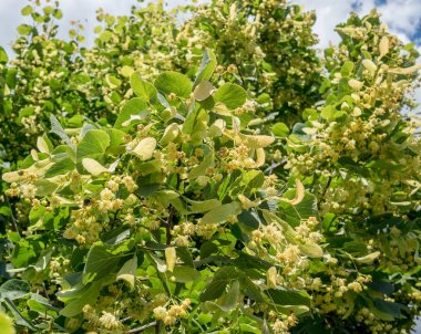 Ihlamur ağacı çiçeği. Doğa arka plan.