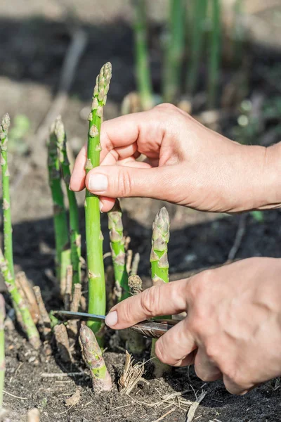 정원에서 푸른 아스파라거스를 수확하는 과정. — 스톡 사진