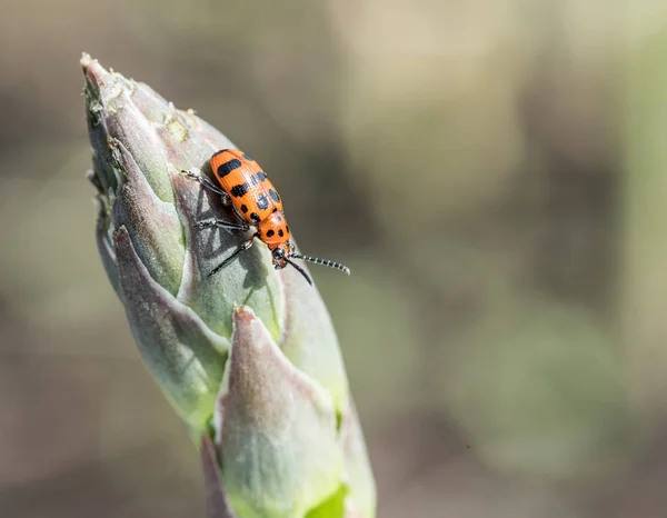 アスパラガスの芽の上に斑点を付けられたアスパラガスのカブトムシ. — ストック写真