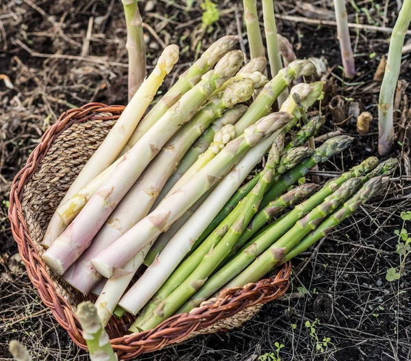 Ernte von weißem und grünem Spargel im Weidenkorb. — Stockfoto