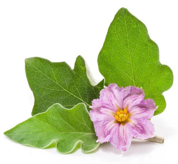 Lilek nebo baklažán květ a listy na bílém pozadí. — Stock fotografie