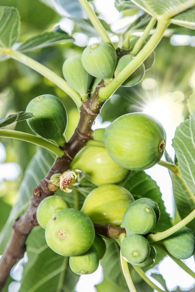 Витирати плоди інжиру на дереві . — стокове фото