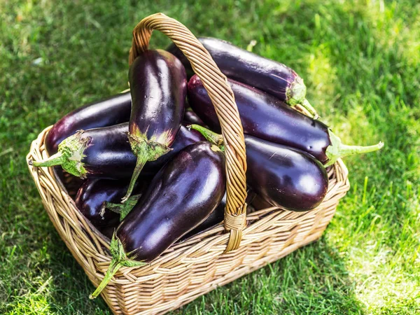 Aubergines ou aubergines dans un panier en osier sur l'herbe . — Photo