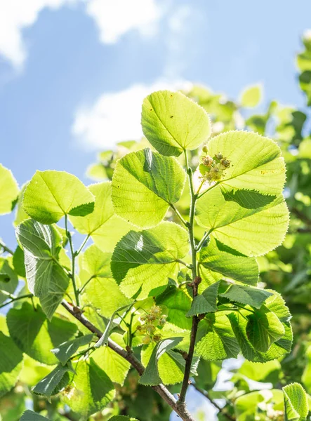 林登树盛开。自然背景. — 图库照片