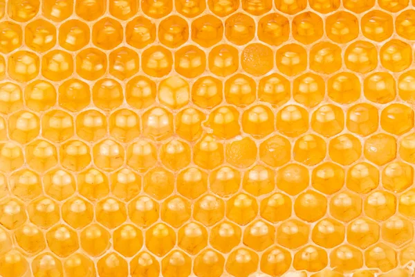 Panal de abeja. Imagen de alta calidad . — Foto de Stock