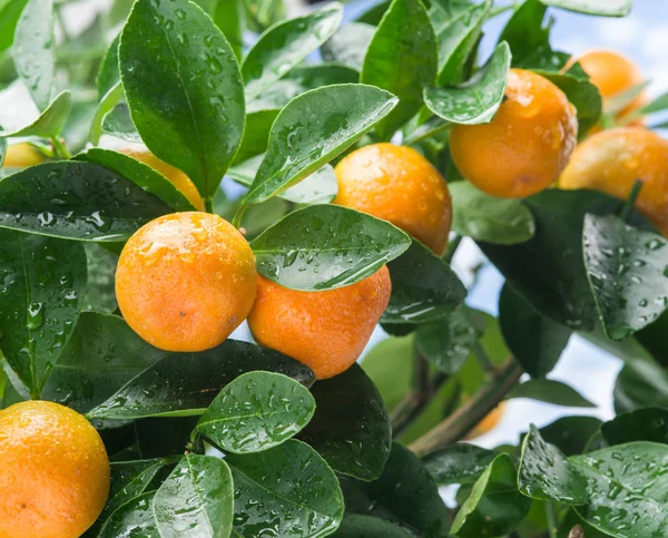 Mandarinkový ovoce na stromě. — Stock fotografie