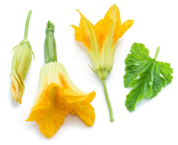 Zucchini flowers on a white background. — Stock Photo, Image