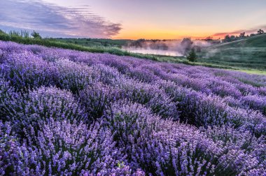 Renkli çiçek açan lavandula ya da şafak vakti lavanta tarlası