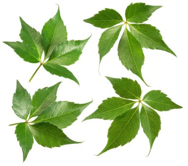 Beyaz arka planda izole edilmiş dört üzüm yaprağı..