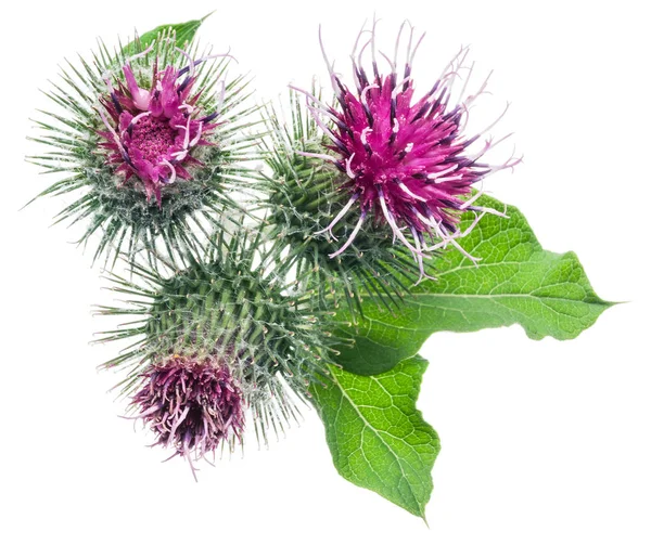 Prickly heads of burdock flowers isolated on white background. — Stock Photo, Image