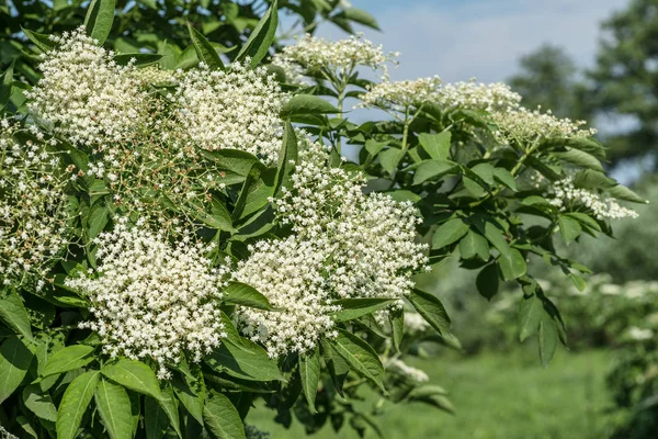Elderberry tree in blossom. Nature background. — Stock Photo, Image