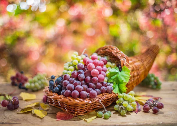 Podzimní zátiší se zralými odrůdami hroznů. — Stock fotografie