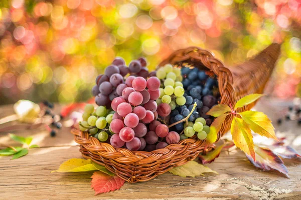 Herfst stilleven met rijpe verschillende druivensoorten. — Stockfoto