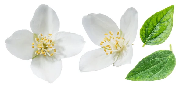 Virágzó jázmin elszigetelt fehér. — Stock Fotó