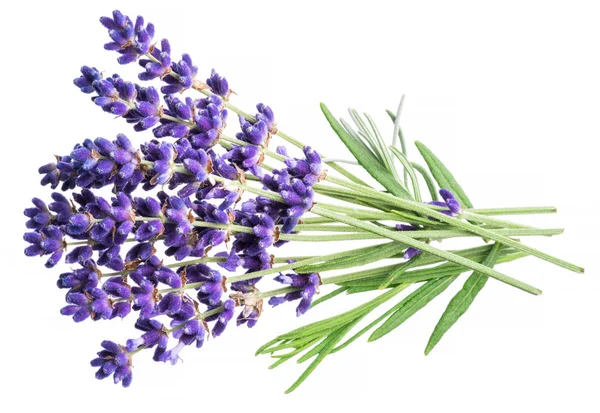Bunch of lavandula or lavender flowers on white background.
