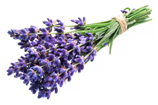 Bando de flores de lavandula ou lavanda no fundo branco . — Fotografia de Stock