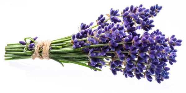 Mazzo di fiori di lavandula o lavanda su sfondo bianco . — Foto Stock