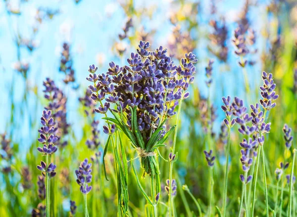 Gebied van jonge lavendelbloeiende planten close-up. Blauwe lucht bij t — Stockfoto