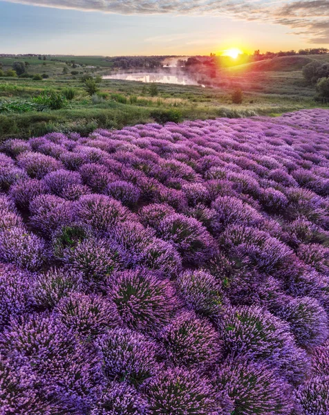 Színes virágzó lavandula vagy levendula mező a hajnali fényben — Stock Fotó