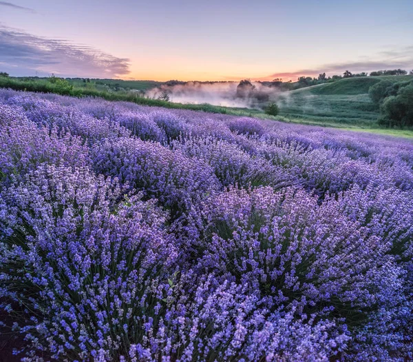 Bunt blühende Lavendel- oder Lavendelfelder im Morgenlicht — Stockfoto