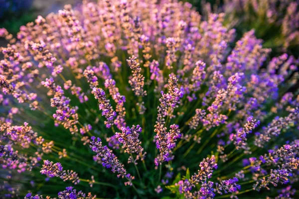 Bunt blühende Lavendel- oder Lavendelfelder im Morgenlicht — Stockfoto