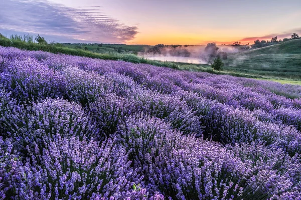 Színes virágzó lavandula vagy levendula mező a hajnali fényben — Stock Fotó