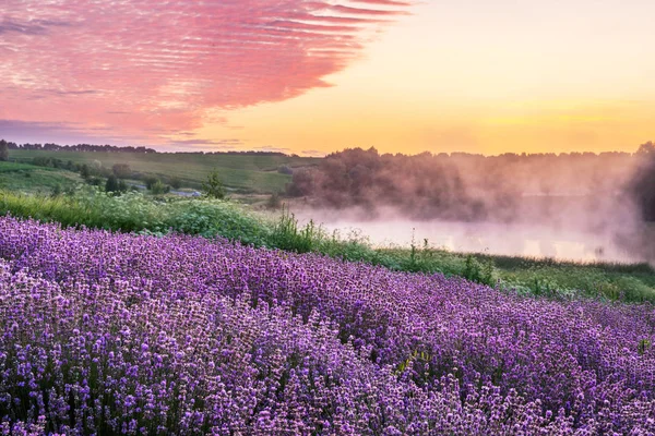 Színes virágzó lavandula vagy levendula mező a hajnali fényben — Stock Fotó
