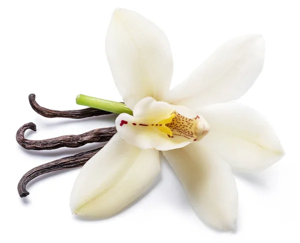 Palitos de baunilha secos e flor de baunilha de orquídea isolada em branco — Fotografia de Stock