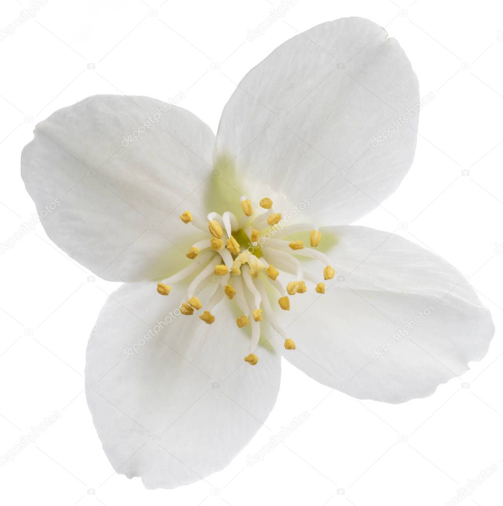 Tender jasmine flower on white background. Clipping path.
