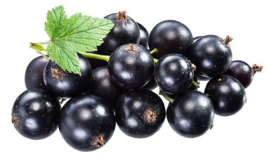 Beyaz arka planda yeşil yapraklı olgun kuşüzümü dalı