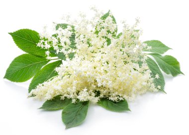 Beyaz arka planda mürver çiçeklenme.