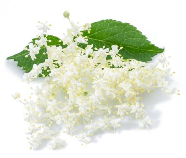 Beyaz arka planda mürver çiçeklenme.