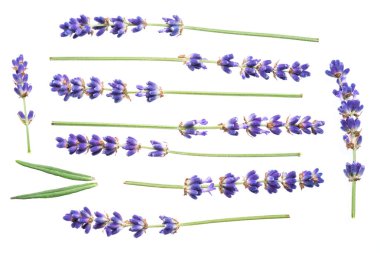 Beyaz arkaplanda Lavandula ya da lavanta çiçekleri.