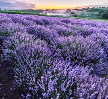 Renkli çiçek açan lavandula ya da şafak vakti lavanta tarlası